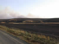 6:59pm Scorched Carsten wheat field.